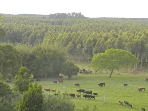 guanare-forest-plantations-on-degraded-grasslands-under-extensive-grazing