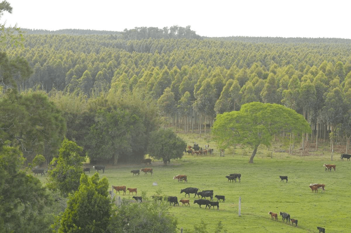 guanare-forest-plantations-on-degraded-grasslands-under-extensive-grazing