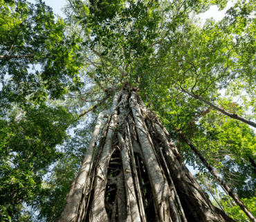 katingan-peatland-restoration-and-conservation-project​